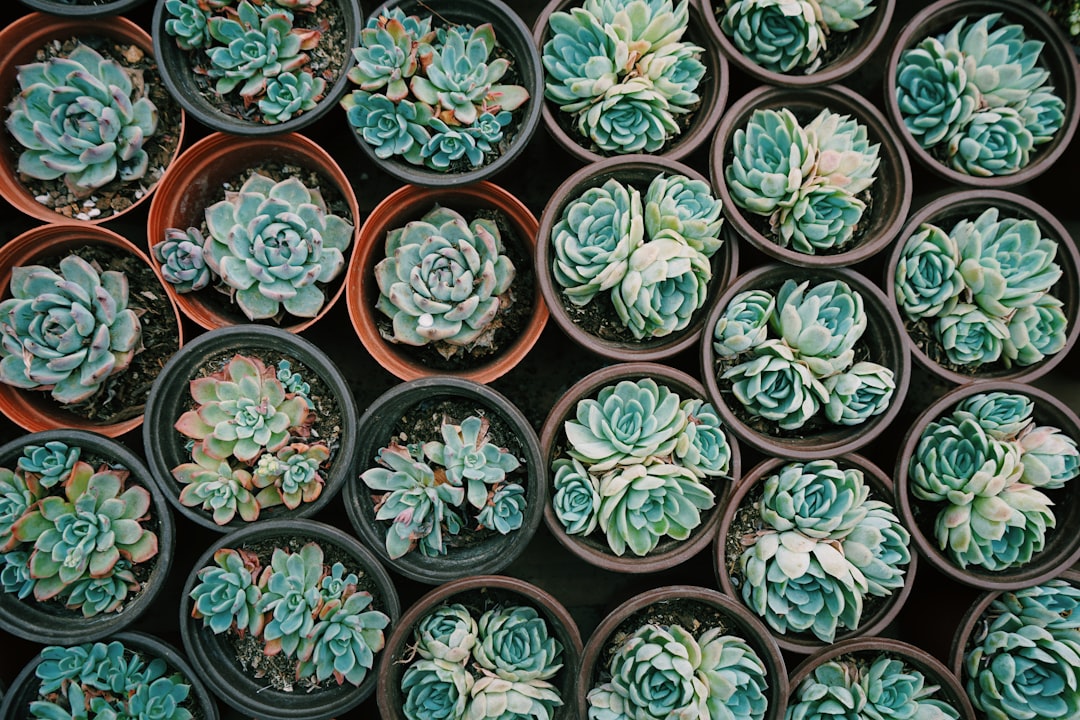 The Healing Power of Succulent Plants: A Guide to Wellness