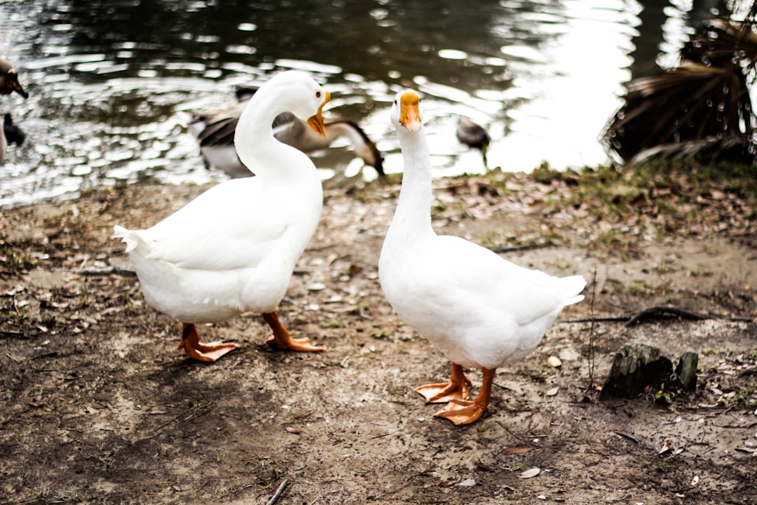 Photo Geese, teeth