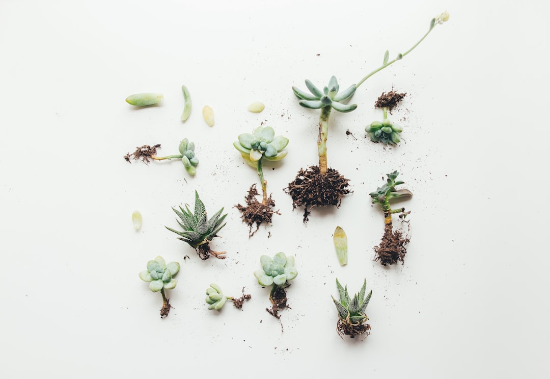 The Healing Power of Succulent Plants: A Guide for Wellness